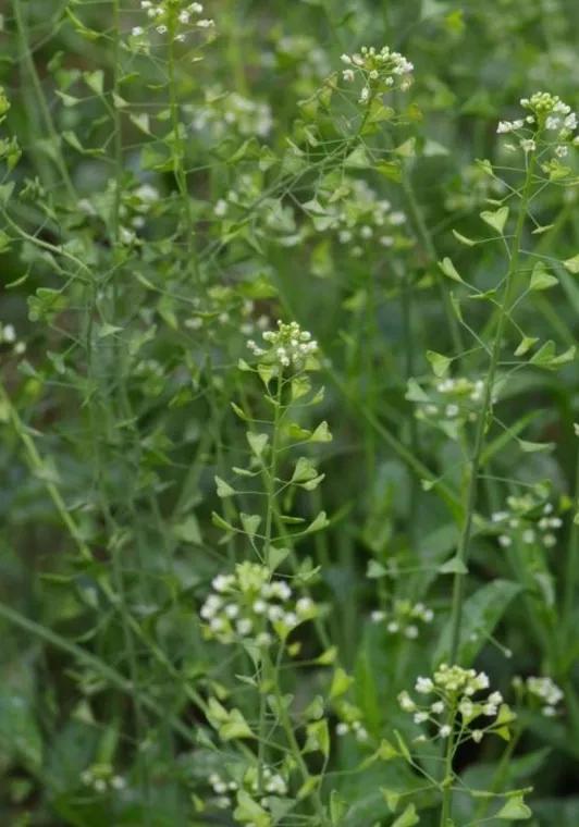 这些野菜你们都认识哪几种,看看这些野菜你真的认识吗
