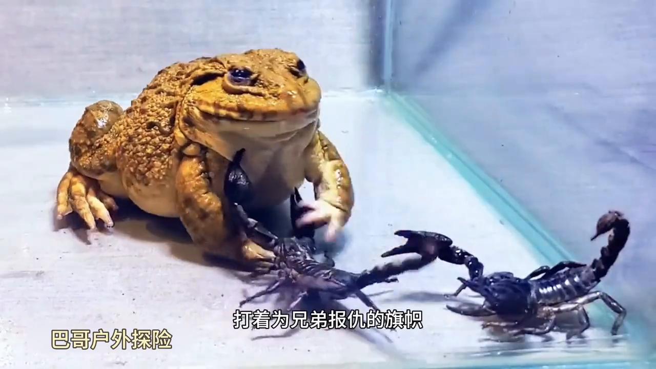 牛蛙捕食牛蛙,生吞牛蛙动物世界
