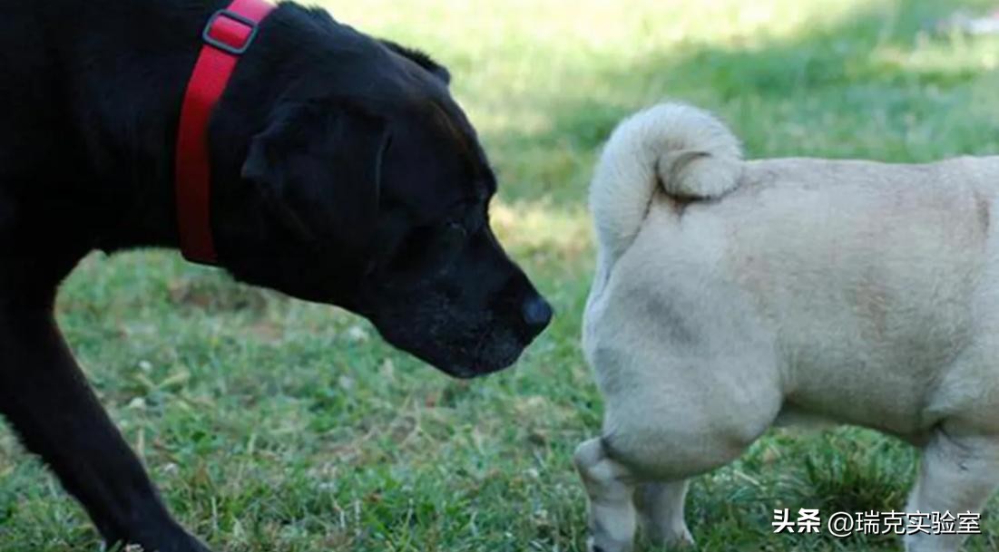 为什么狗狗交配前会先闻屁股，看似尴尬的小动作，却充满科学知识