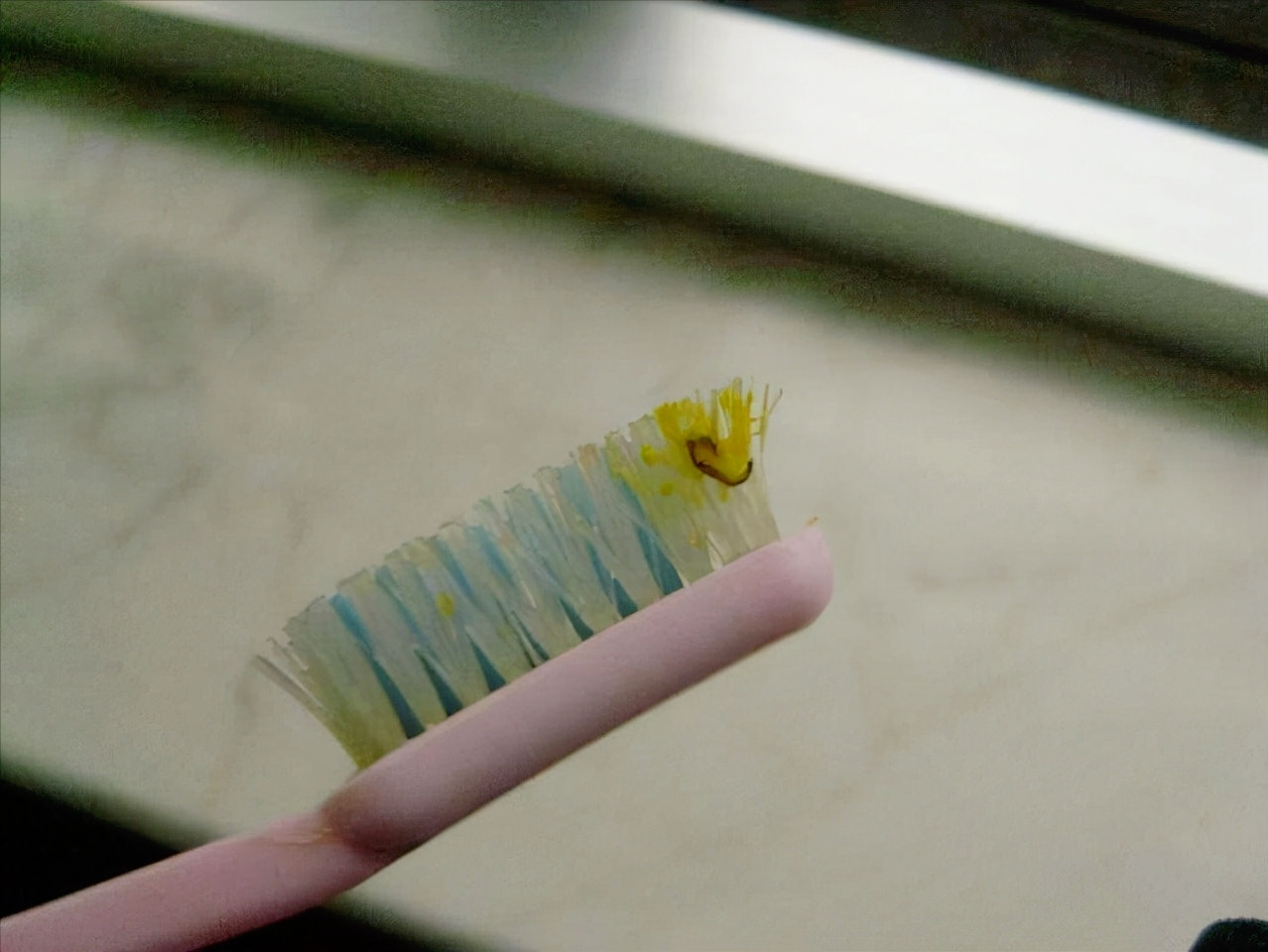 卫生间小飞虫蛾蚋的危害,卫生间小飞虫有多可怕