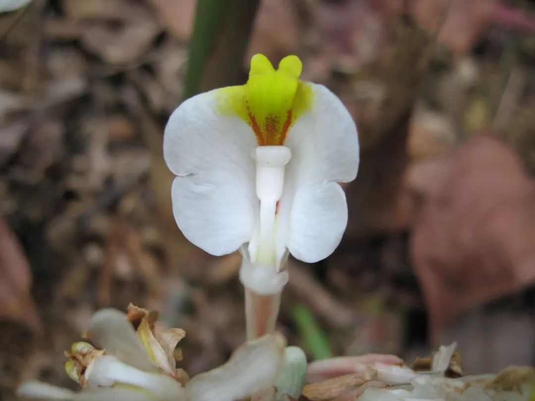 150种常见药用植物大全,150余种常见药用植物花期组图