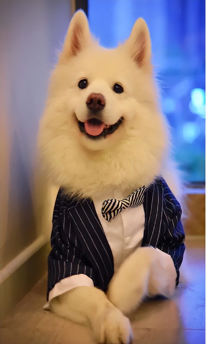 告诉狗狗秘密,告诉你一个秘密养猫千万别养黑猫