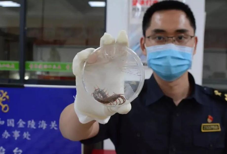 世界10大最毒蜈蚣视频,海关查获10只巨人蜈蚣恐怖视频