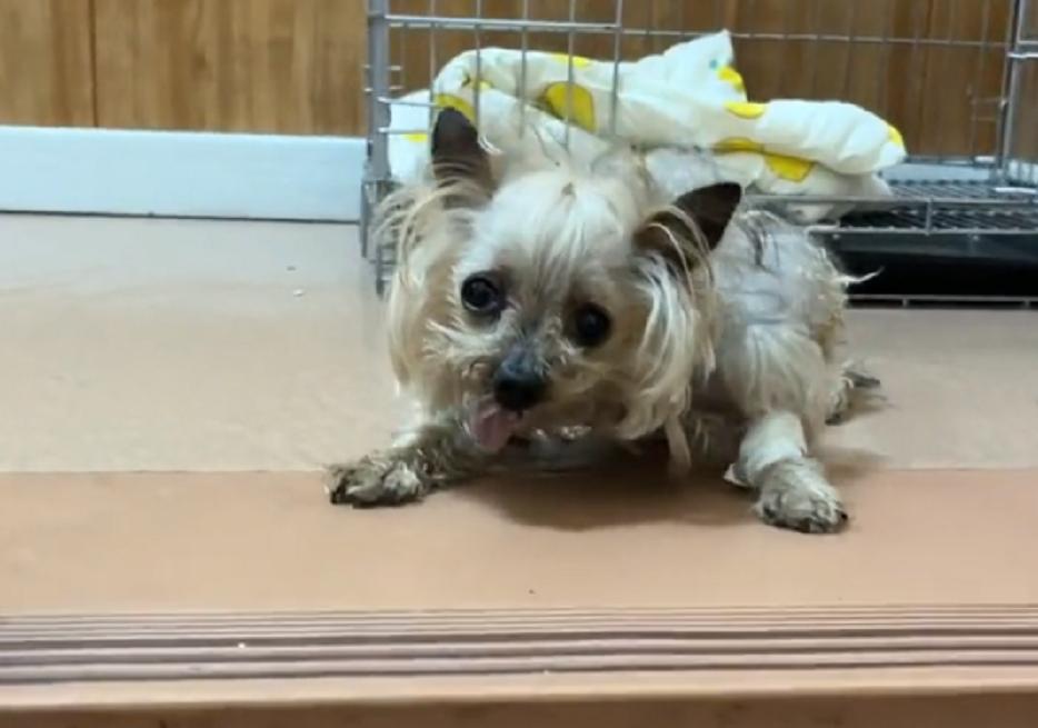 辽宁：年迈约克夏独自流落街头，小哥：如果没被发现，它该咋生存