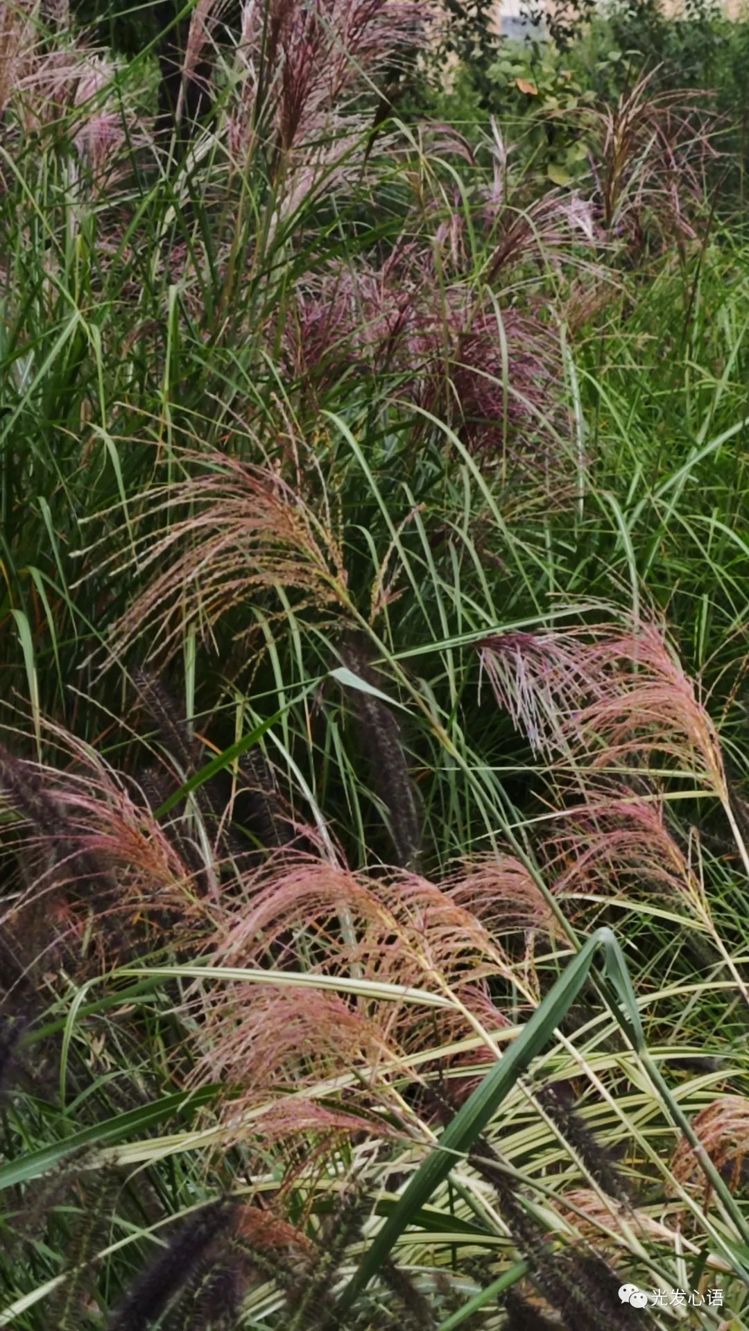 F93：随缘信笔（2023年10月15日）