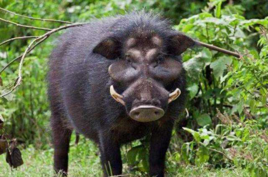 为什么野猪比老虎可怕,一猪二熊三老虎猎人