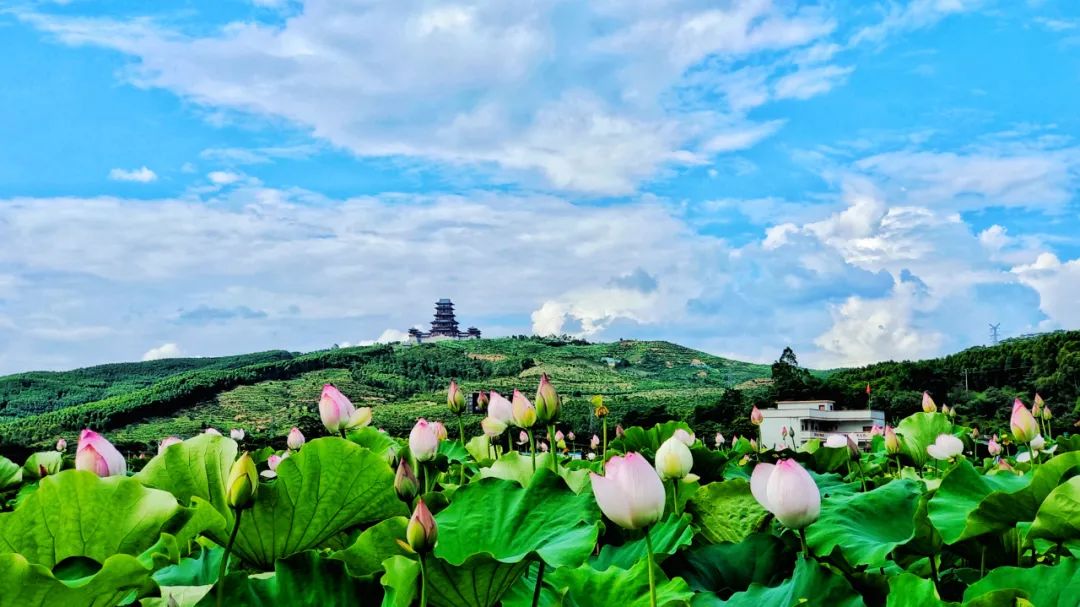 来自六月的赏荷请柬，请查收！