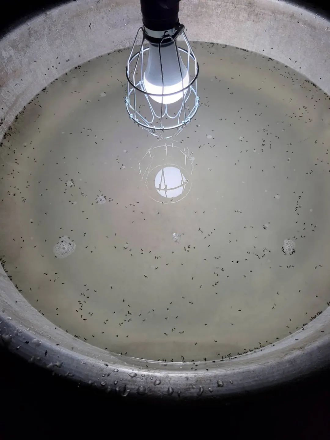 广东雨季飞白蚁怎么解决,下雨天飞蚁怎么消灭