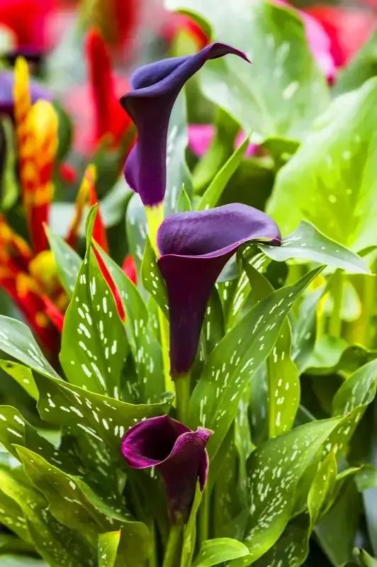 马蹄莲新娘,马蹄莲新娘手捧花图片