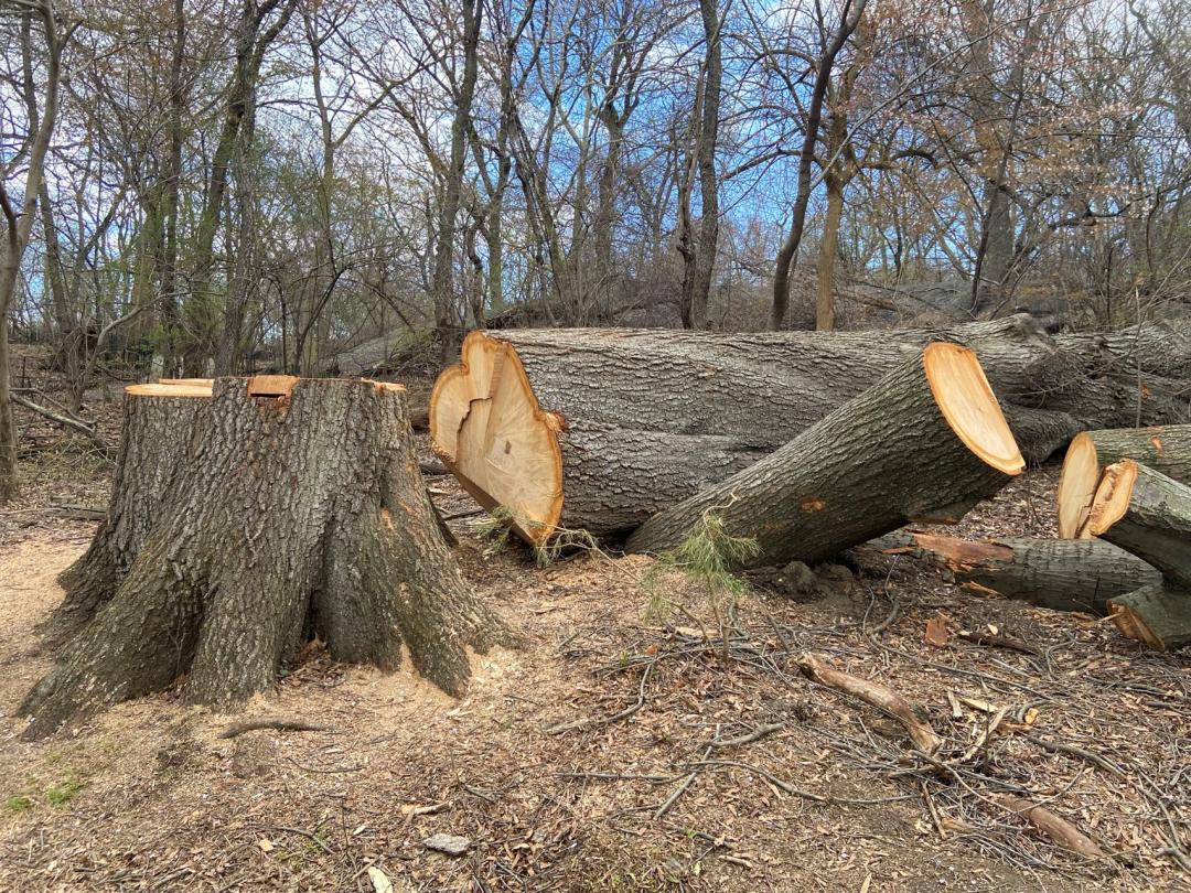 看他分享在纽约大学读计算机的体验，慕了！