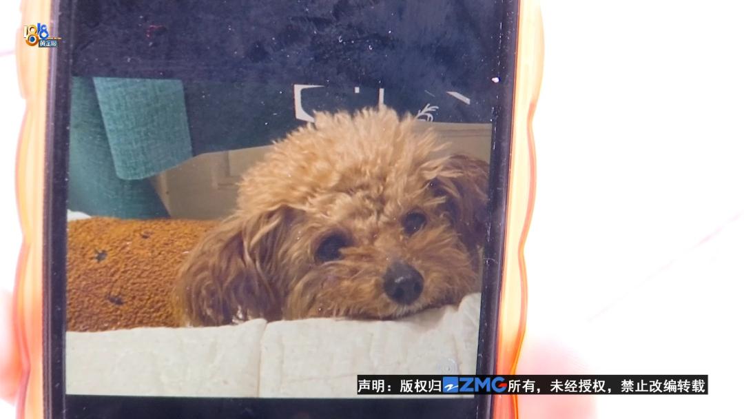 泰迪犬一旦出现这几个行为,泰迪犬能维持一个月吗