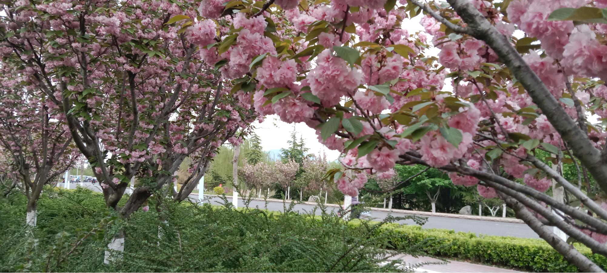 陈瑶本丨城阳母亲河旧貌换新颜