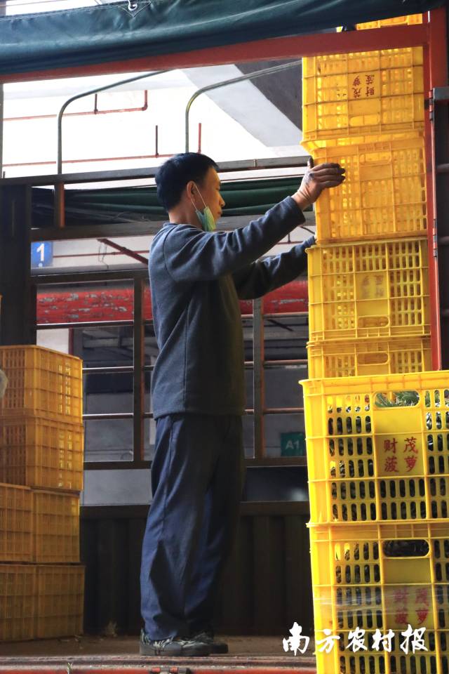 深圳海吉星菠萝一斤多少钱,平湖海吉星菠萝批发