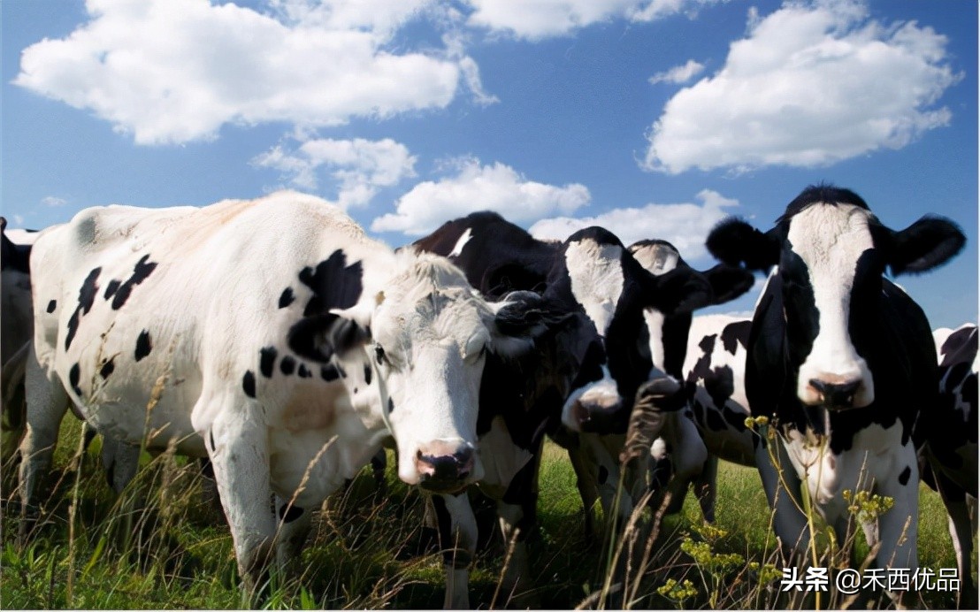 奶牛异常症状的鉴别诊断器,奶牛疾病防治学