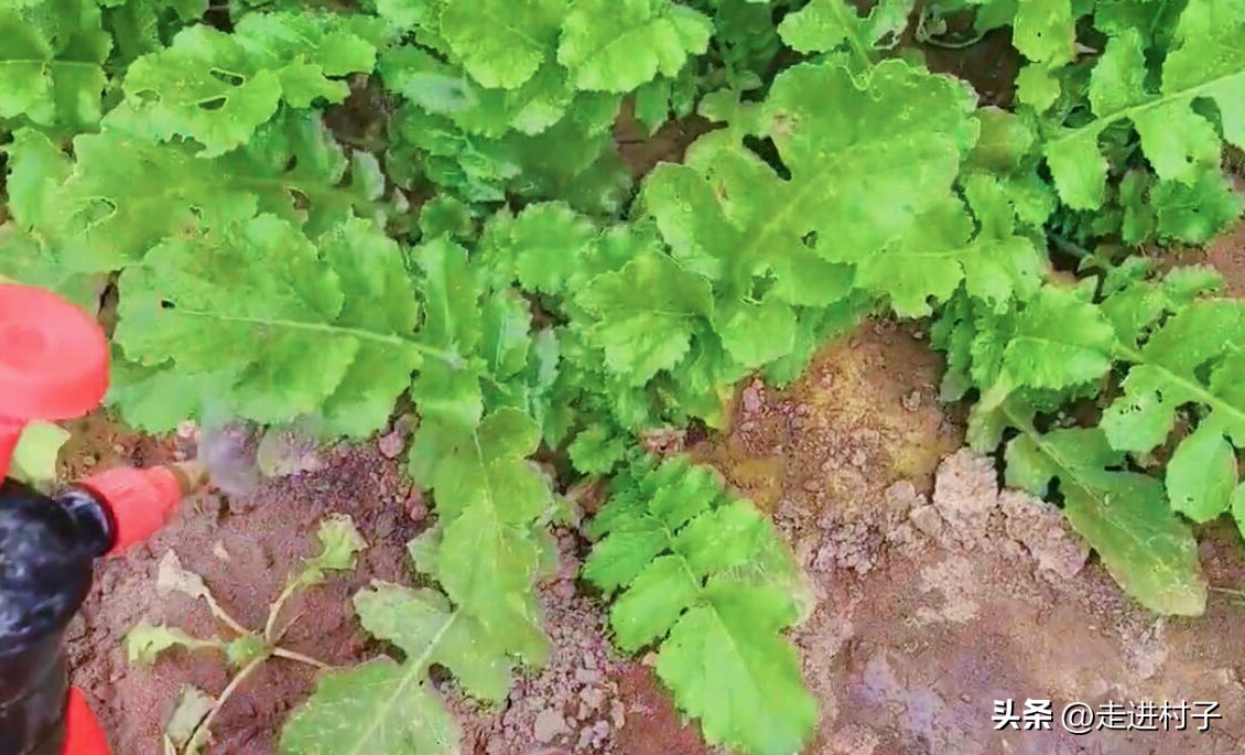 种的白萝卜出苗后有小虫眼怎么办,萝卜有虫子怎么防治