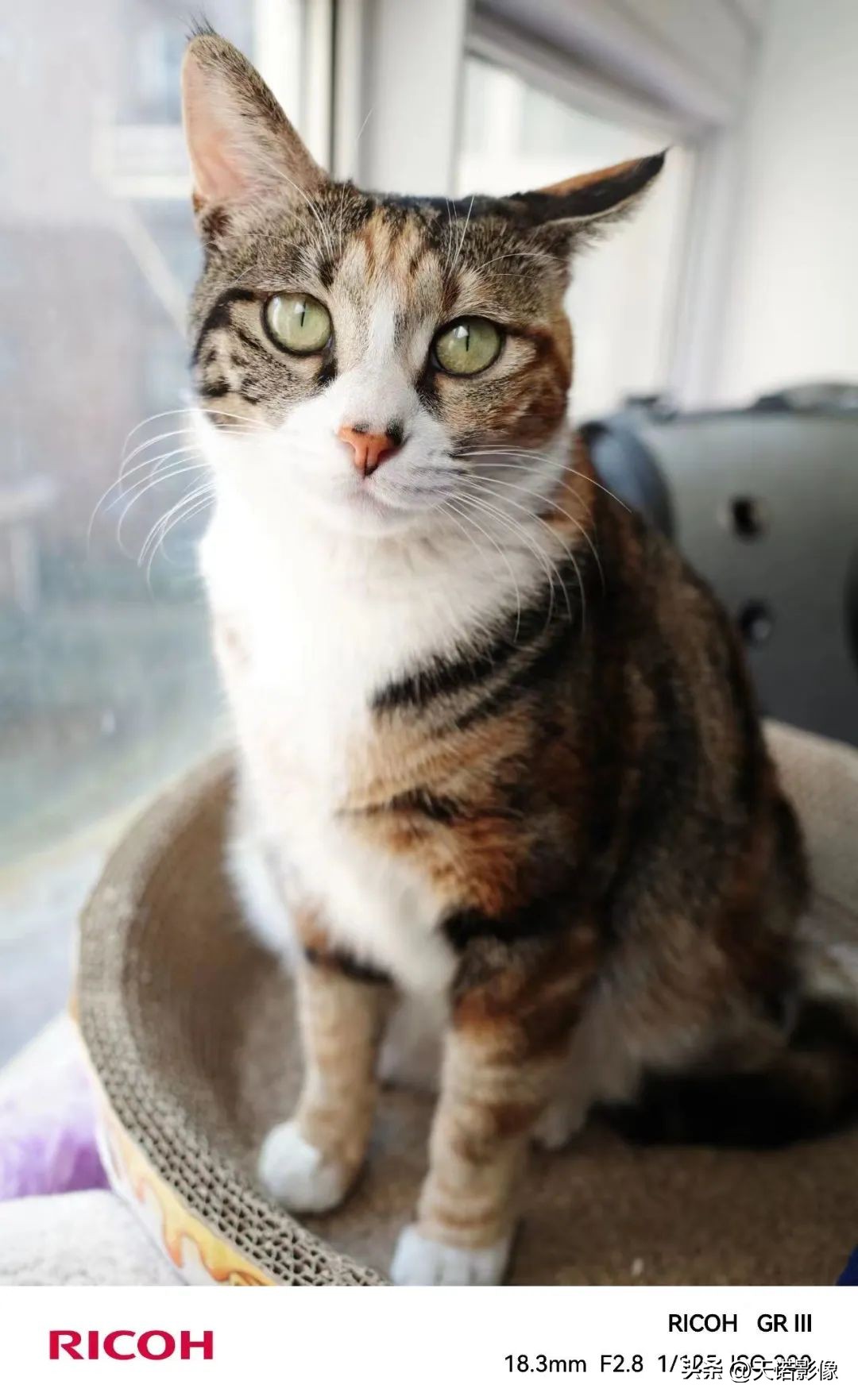 类似理光gr3x相机推荐,理光gr3明星同款