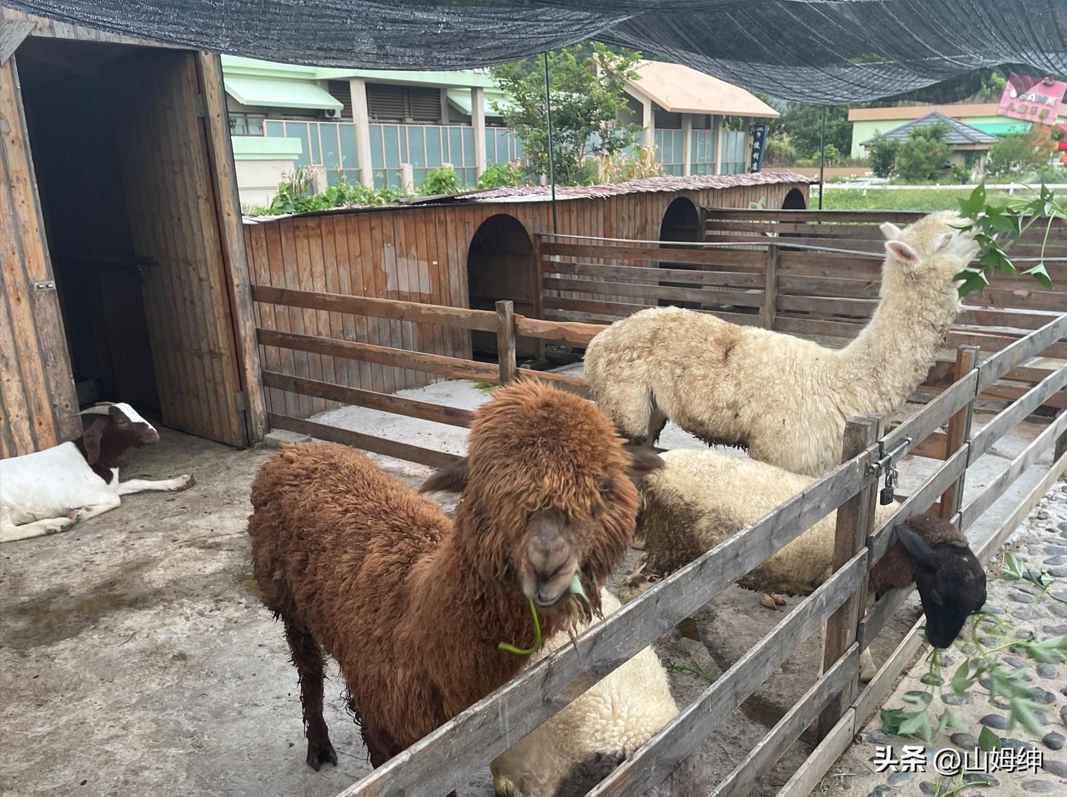宁波九龙湖开元度假村攻略,宁波四明山开元度假村