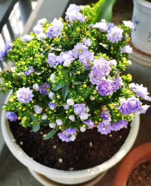 重瓣丹麦风铃花为什么养不活,重瓣风铃花该怎么养