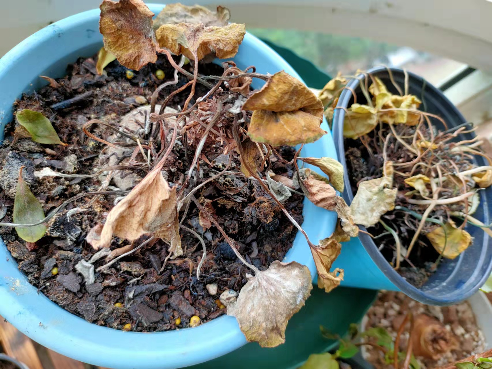 养花有5大忌看看你犯了几条,养花浇水的三大禁忌是什么