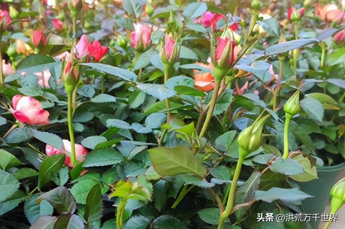 玫瑰花苞开不了怎么回事,月季玫瑰怎么养才能开更多花苞