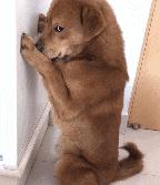 买狗千万别贪便宜,买狗一时爽养狗火葬场