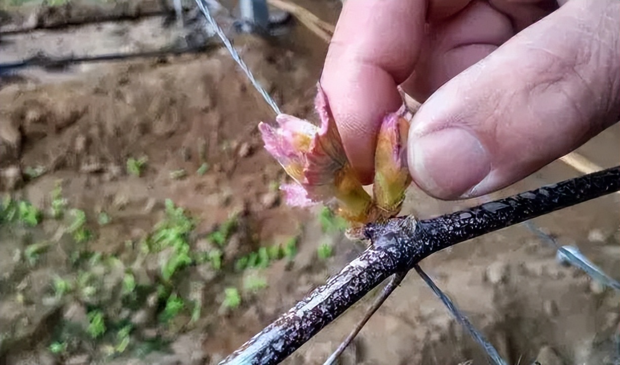 养花黄叶必须用剪刀剪吗,养花开花前怎么修剪