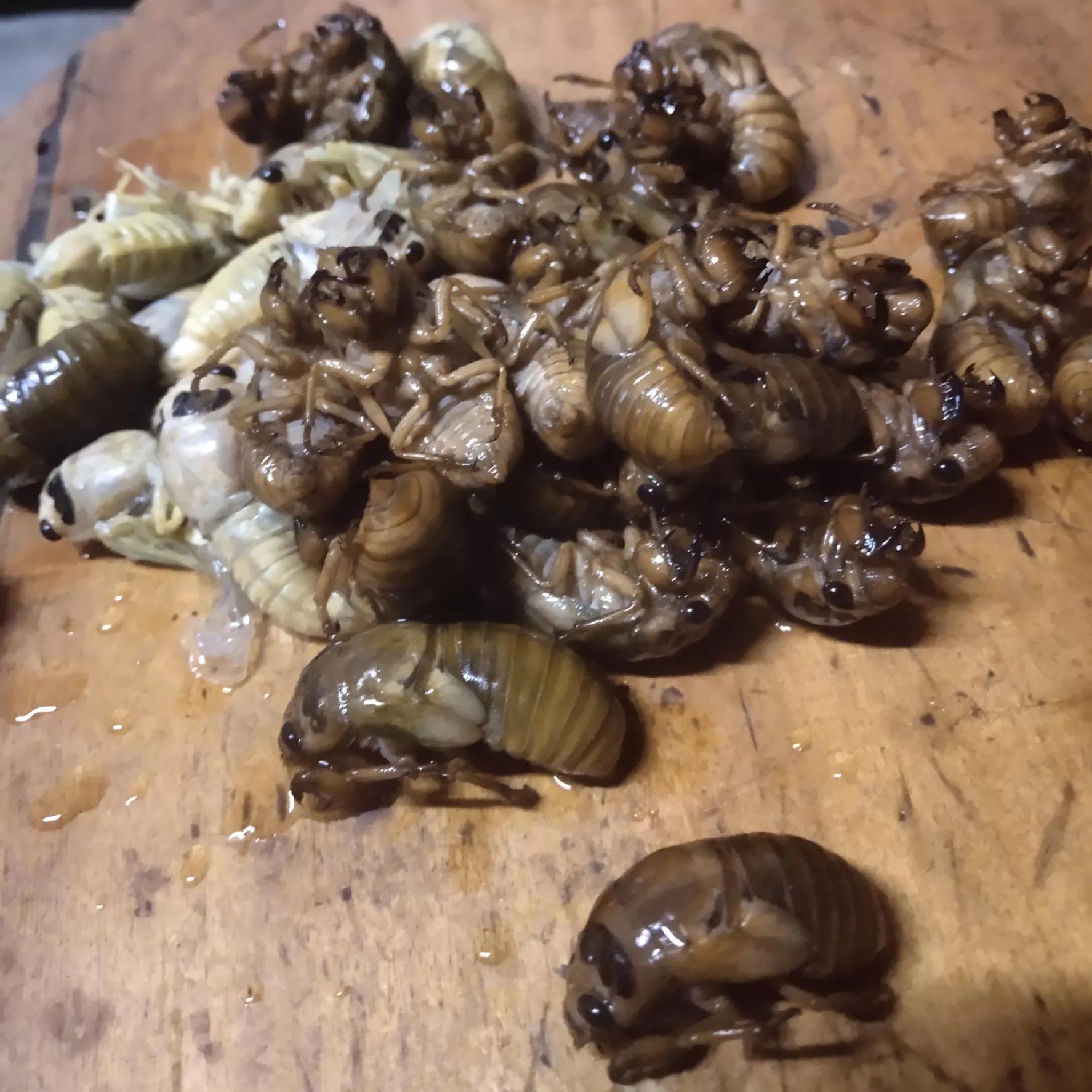 体验儿时找知了猴的乐趣,逮知了猴