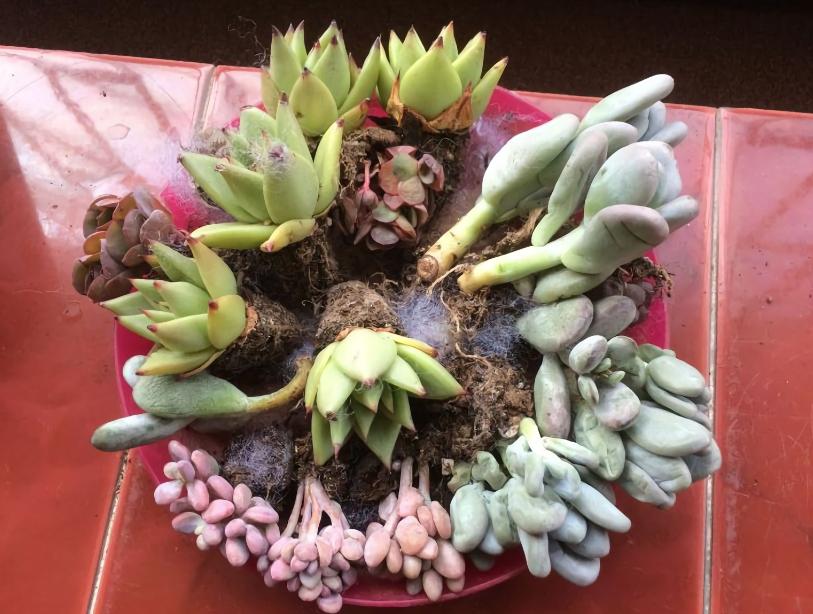 网购多肉如何快速种植成活,网购多肉植物如何入门养护