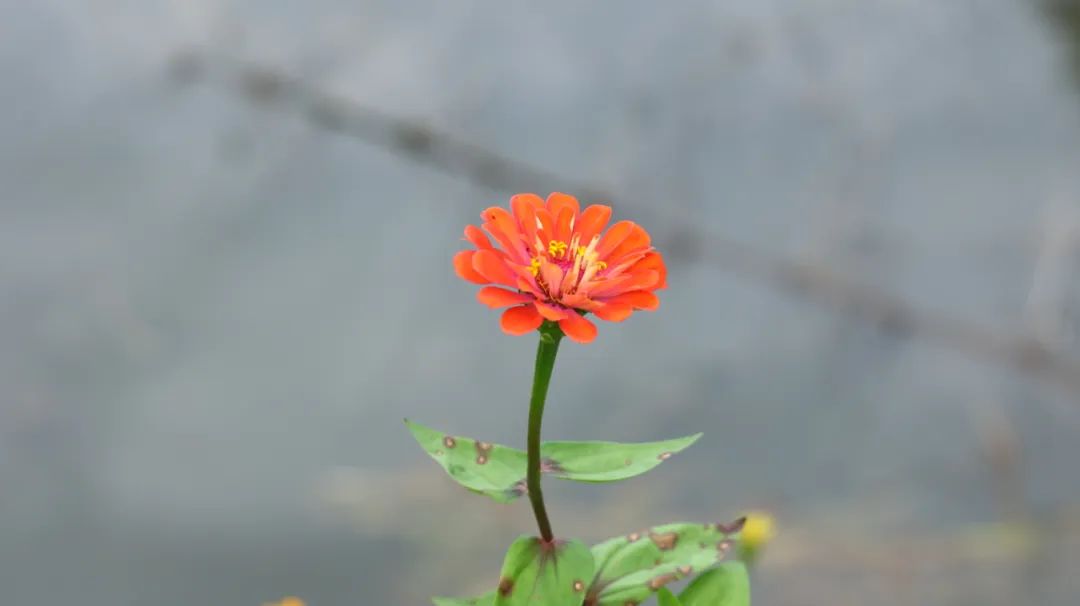 荨麻疹跟蚊虫叮咬的区别,蚂蚁咬过敏全身荨麻疹用什么药