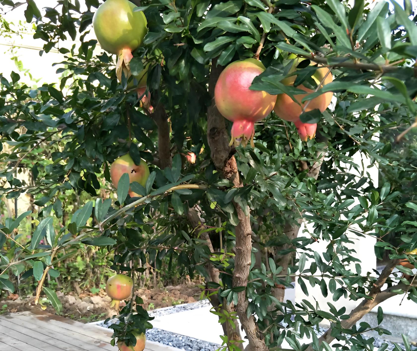 “家有4金树,儿孙辈辈富”,养5年挂满大金果,想吃马上摘,方便