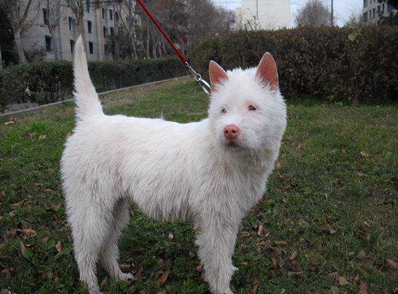 世界名狗大赛下司犬,下司犬为什么排名第一