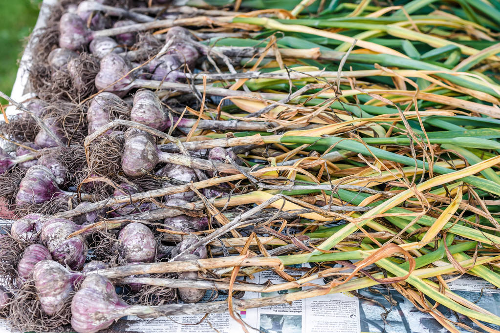 老蒜农说起蒜后等个两三天修剪,还可增产5%左右,有道理吗?