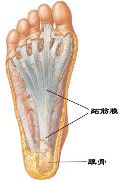 小孩子多大需要干预扁平足,8岁女孩扁平足需要干预吗