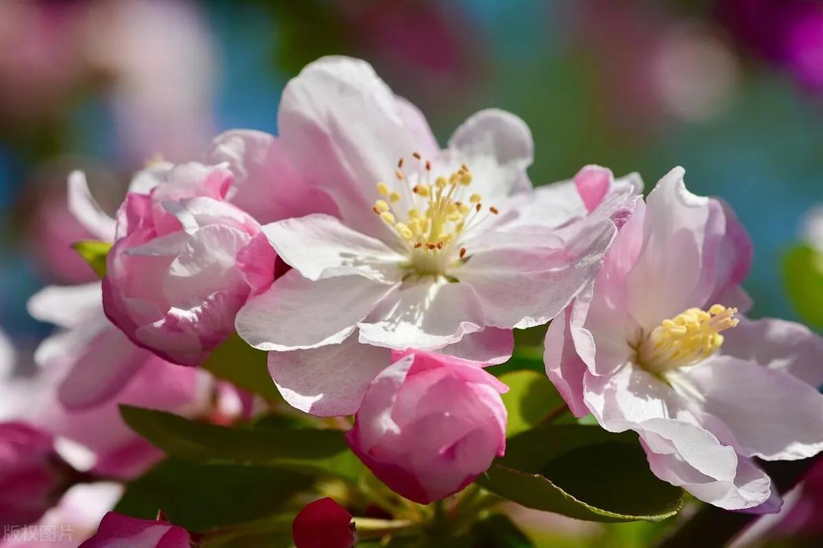 海棠四品怎么样,海棠四品指的是什么