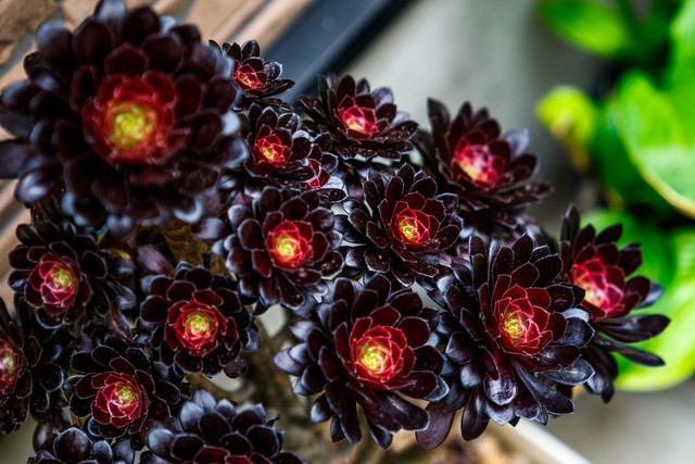 黑法师为什么不黑,黑法师为什么不长了