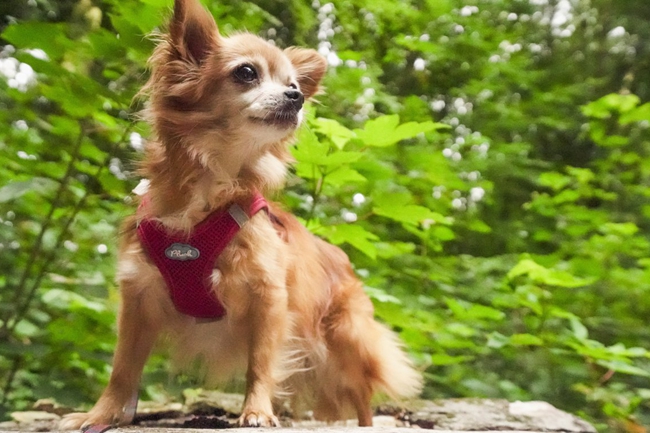 吉娃娃最近总是发抖怎么回事,吉娃娃经常发抖是什么原因