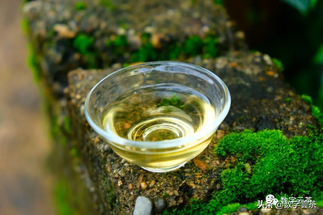 西双版纳普洱茶区,探秘普洱茶的天堂西双版纳