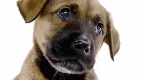 狗狗总喜欢吃草是什么原因呢,狗狗经常吃草是什么原因