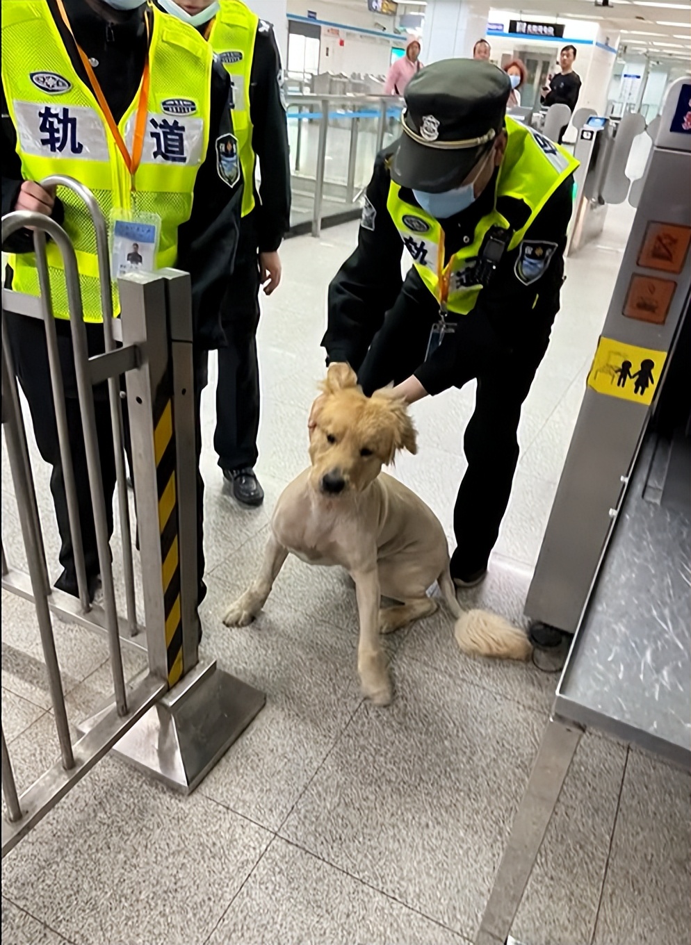金毛误入地铁站后续,金毛闯地铁