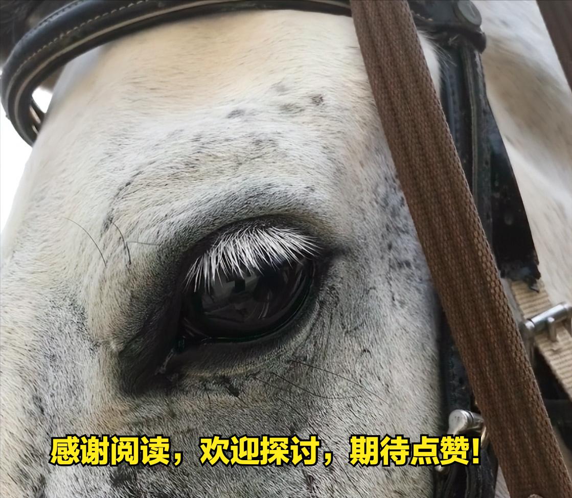 鱼翅有多好吃,鱼翅的分类及吃法