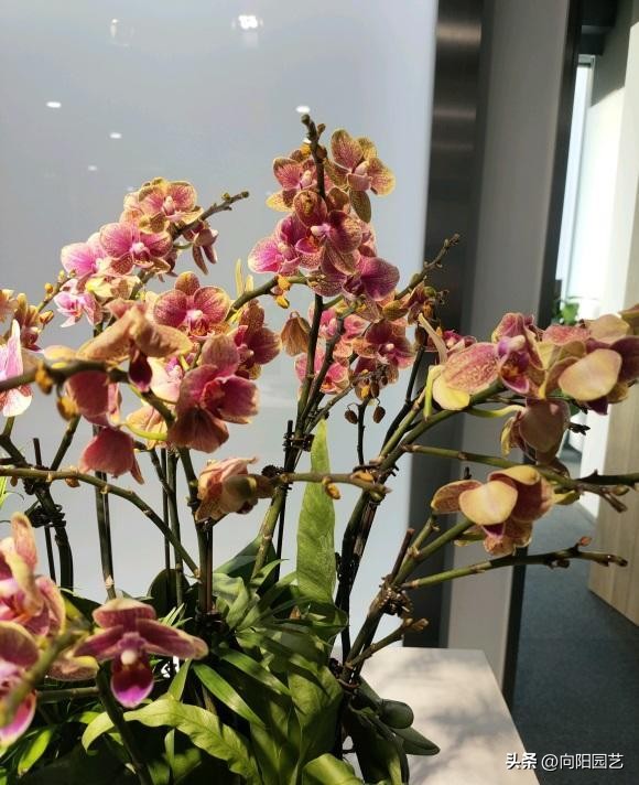 蝴蝶兰叶子晒黄了怎么办,蝴蝶兰叶子晒黄了怎么恢复