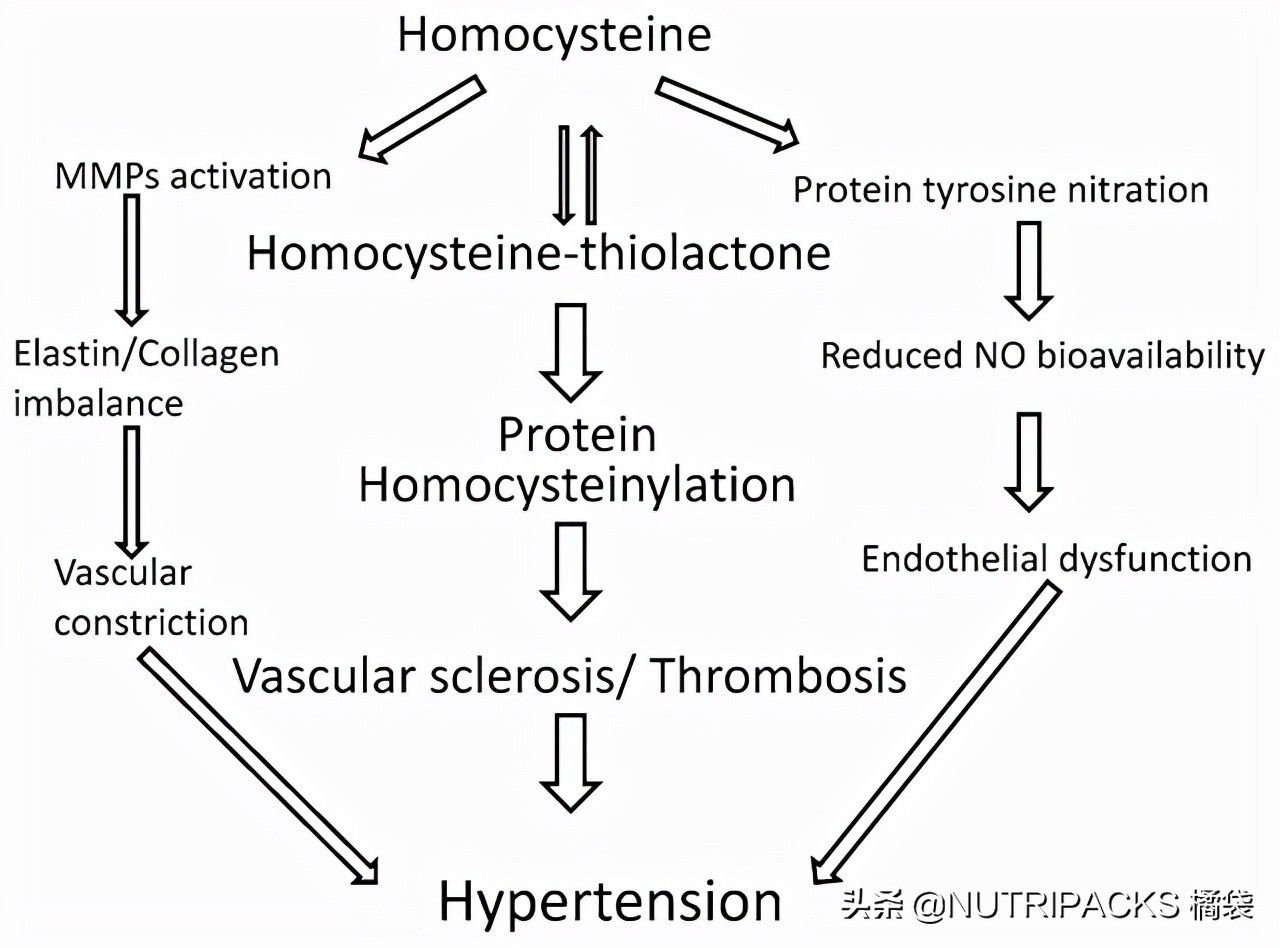 叶酸的营养价值，帮助提升免疫力