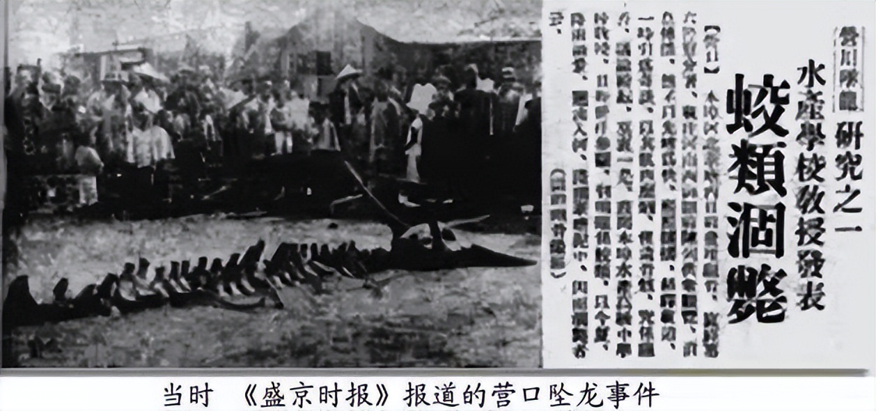 龙是人类幻想出来的么,龙对人类的贡献