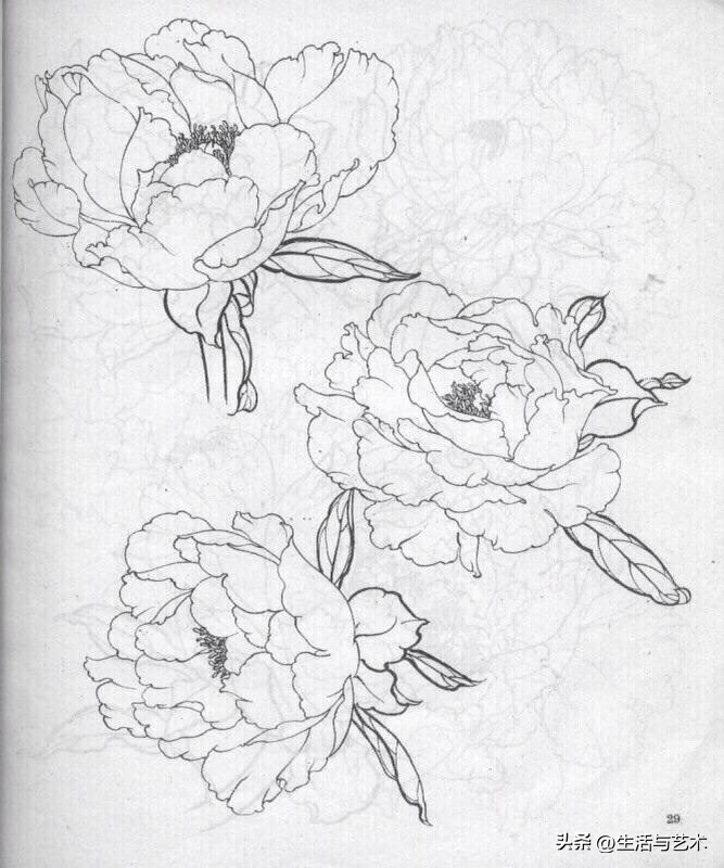 工笔牡丹和鸟白描图片欣赏,王道中工笔牡丹白描稿马蹄莲