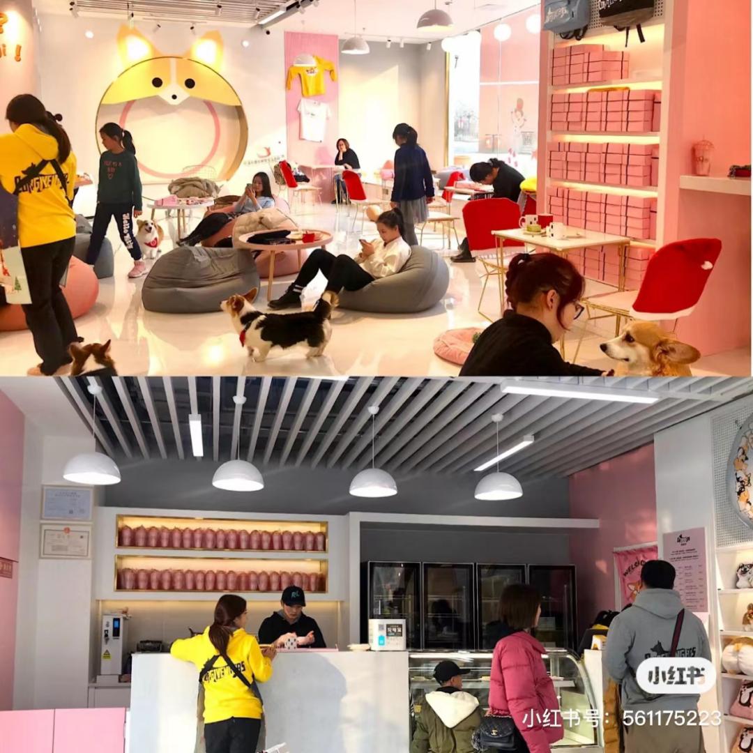深圳开了一家柯基主题咖啡屋,柯基宠物咖啡馆
