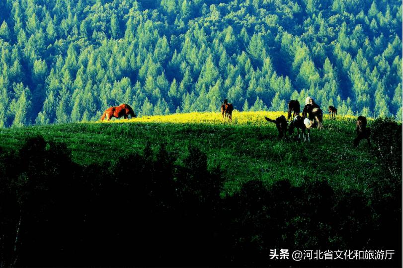 *情纵**草原畅玩河北|风车,草甸,银河……在河北的草原上拥抱无尽诗意与浪漫