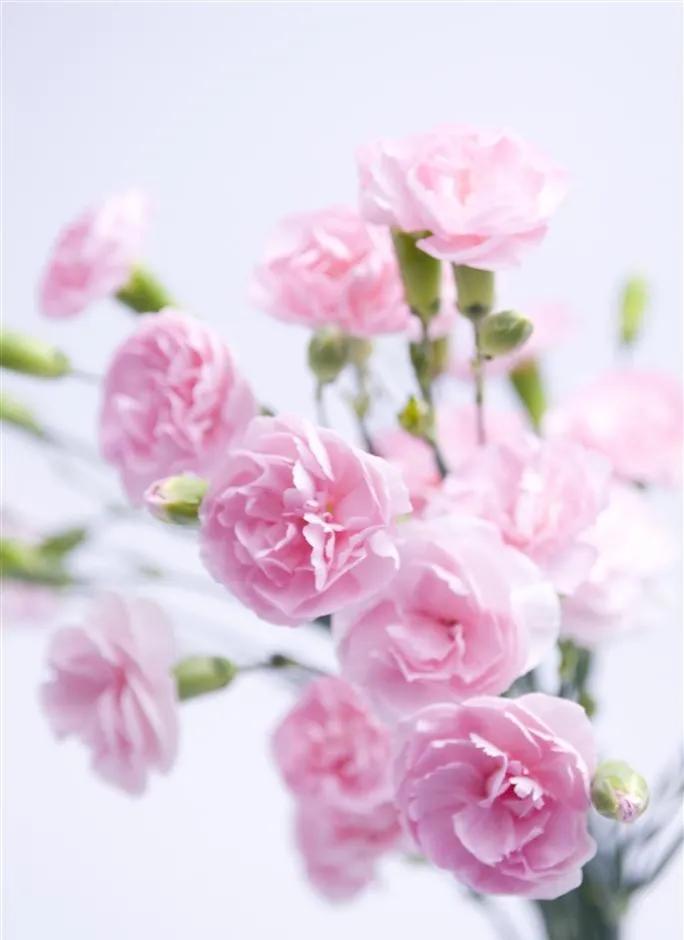 玫瑰花ins高级质感背景图,玫瑰花背景图高清图