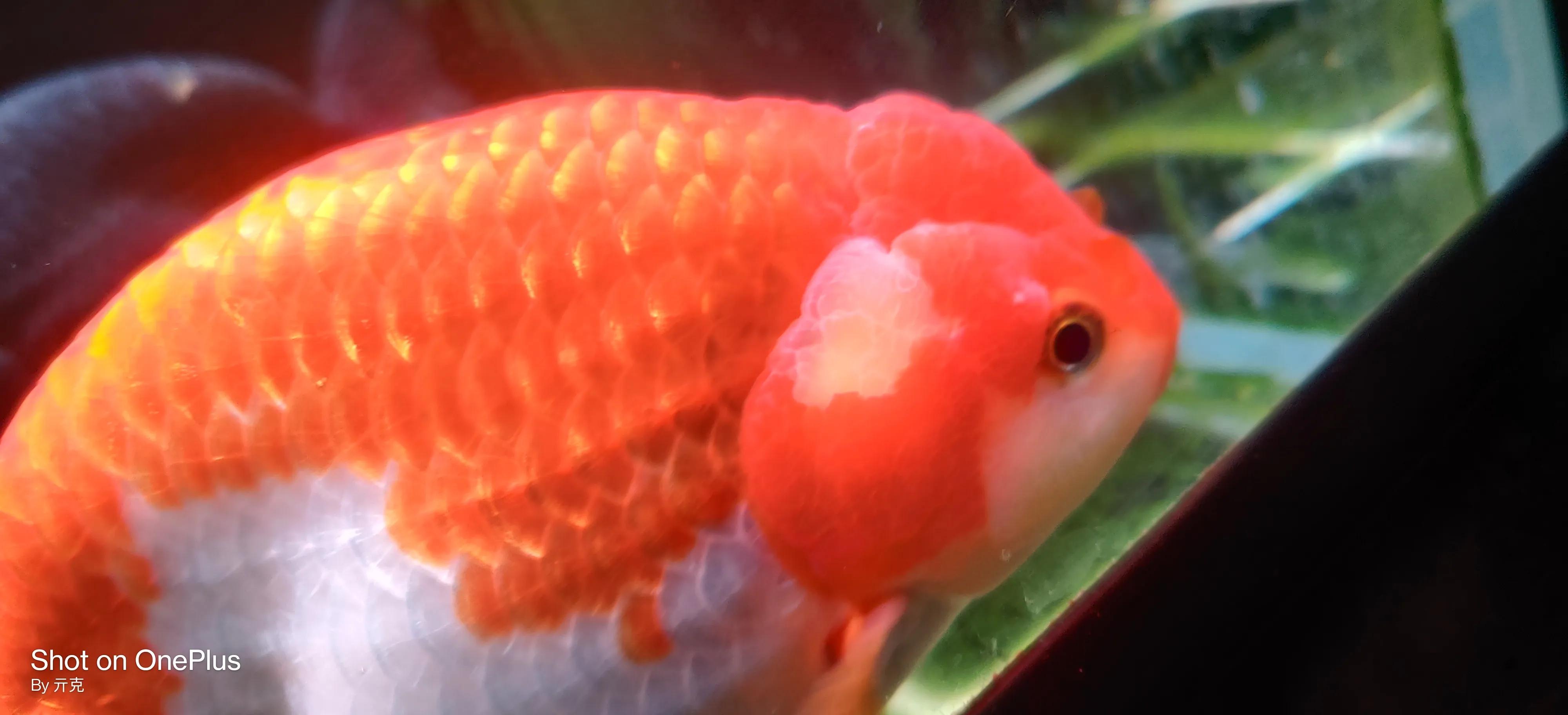 金鱼头瘤长白色絮状物,金鱼头瘤分泌白色絮状物