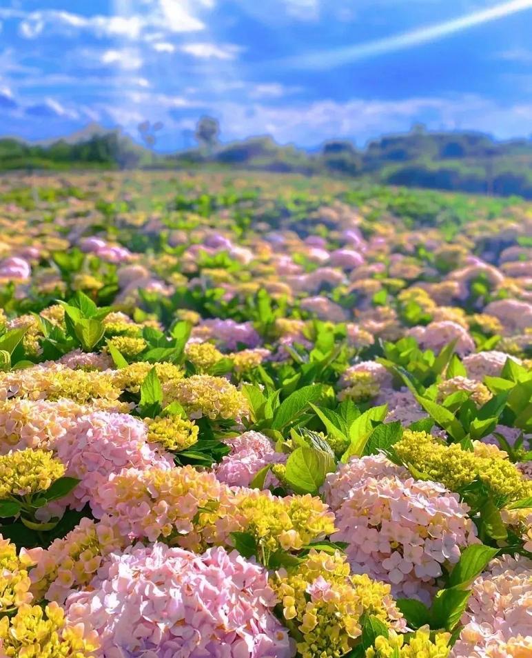 昆明网红绣球花打卡地现在还有吗,昆明绣球花观赏地推荐