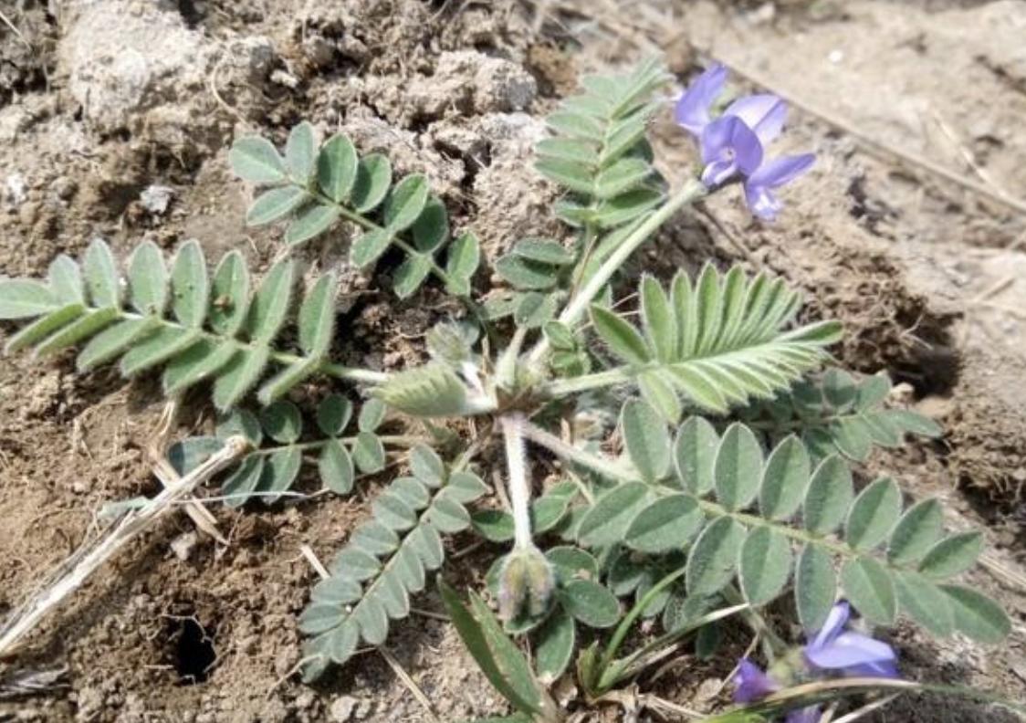 农村路边有1种“米口袋”，是珍贵野生植物，拔1棵少1棵，请珍惜